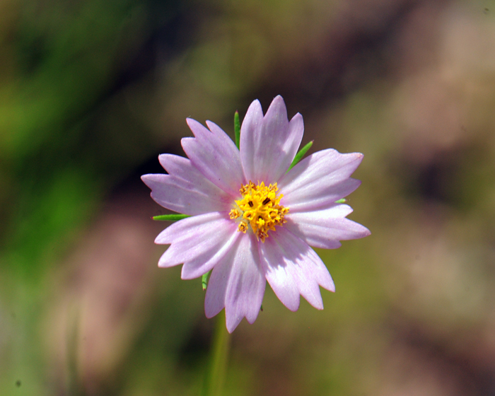 Southwestern Cosmos has showy white, rose, or pinkish flowers. The flower heads have both ray and disk type flowers. Note the tips of the outer petal-like ray flowers have 3 notches. Cosmos parviflorus